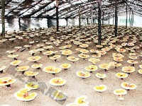 灵芝基地