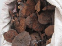 黑灵芝
