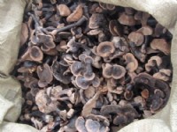 黑灵芝