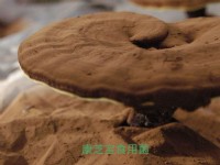 灵芝孢子粉