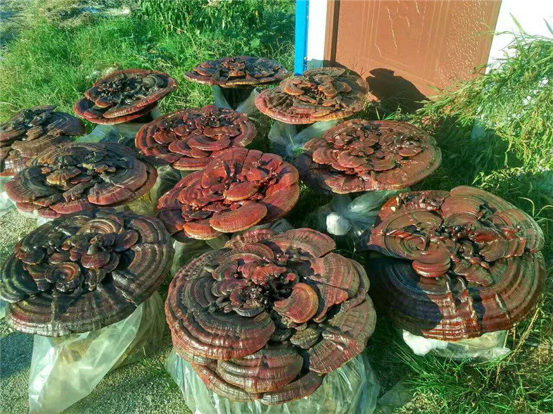 精品灵芝