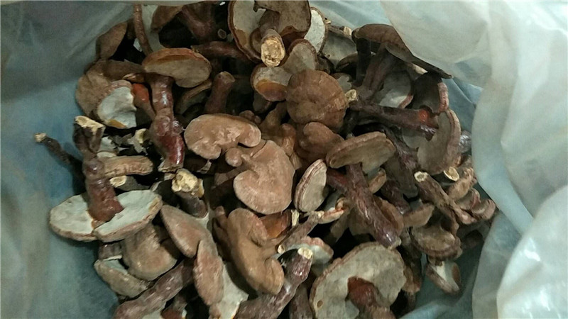 精品灵芝